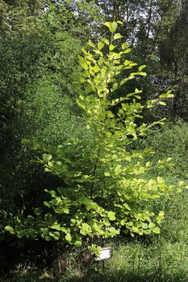 Alnus incana 'Aurea' - olše šedá (90) - celek